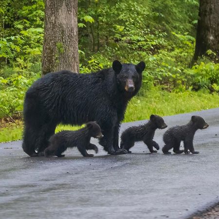 Time To Cuddle, Wifi, Near Pigeon Forge, 1089 Free Tickets Each Paid Day, Dollywood And More Ngoại thất bức ảnh
