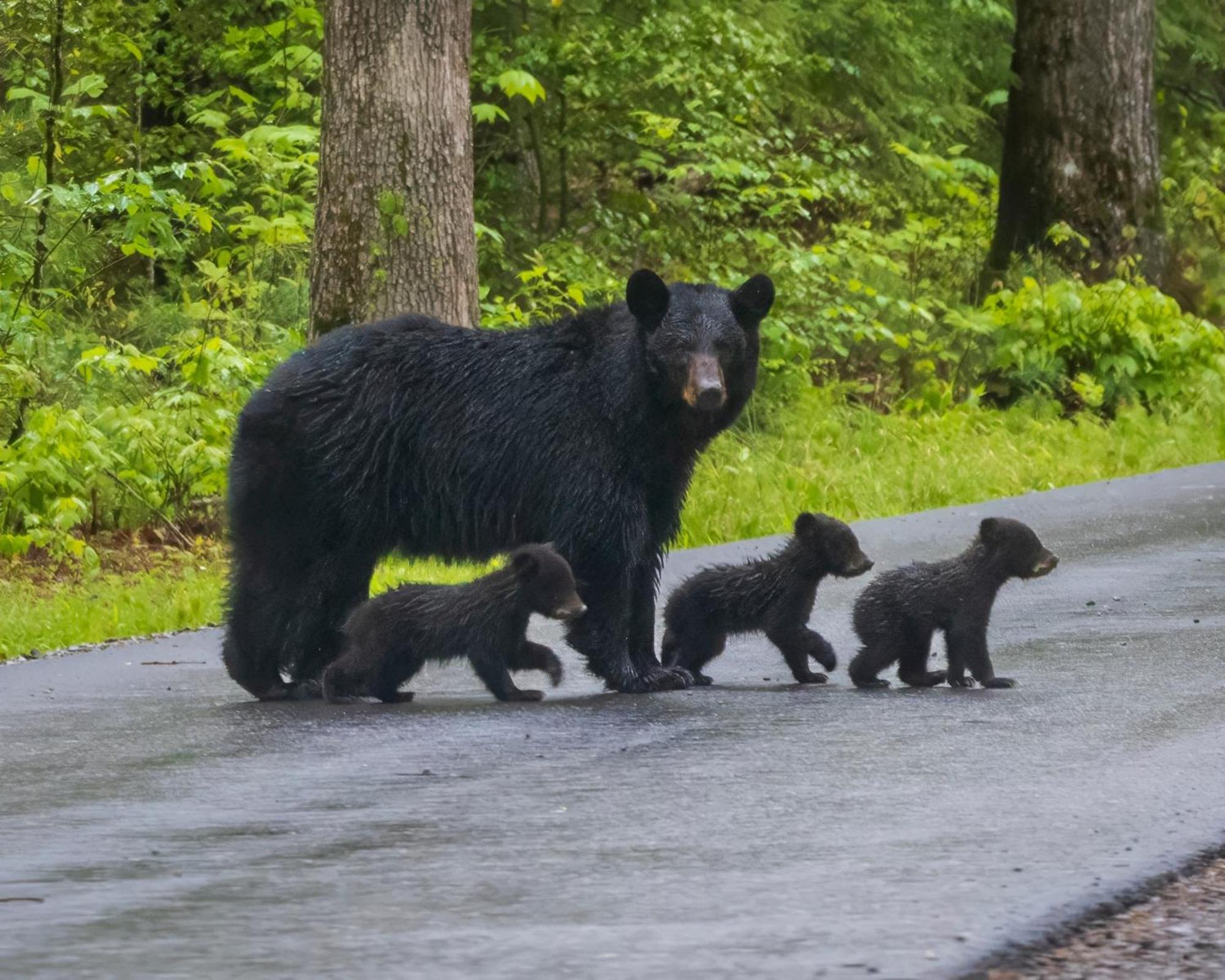 Time To Cuddle, Wifi, Near Pigeon Forge, 1089 Free Tickets Each Paid Day, Dollywood And More Ngoại thất bức ảnh