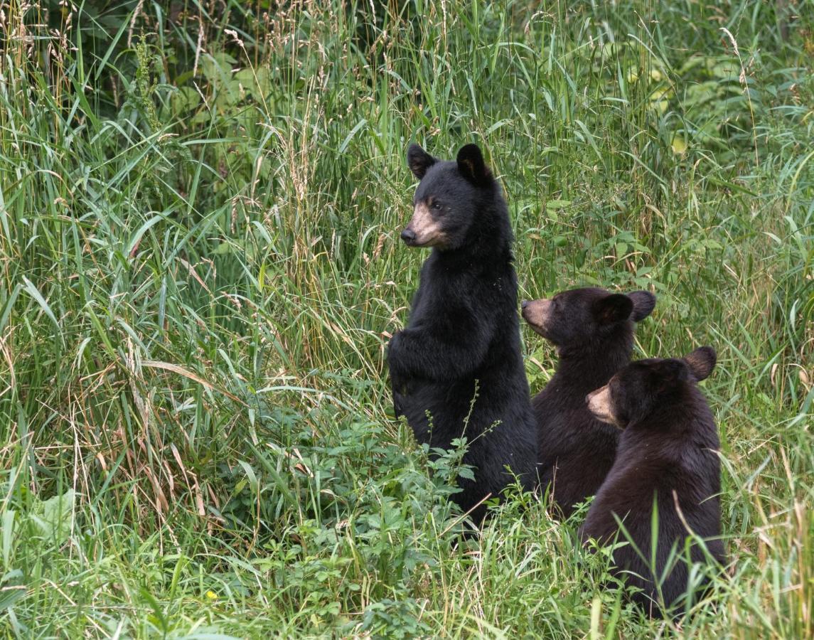 Time To Cuddle, Wifi, Near Pigeon Forge, 1089 Free Tickets Each Paid Day, Dollywood And More Ngoại thất bức ảnh